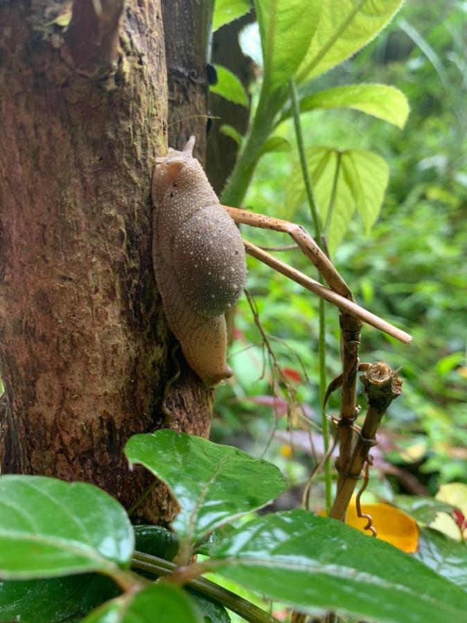 Aroma Cat Ba Sea View Hotel Chan Chau Luaran gambar